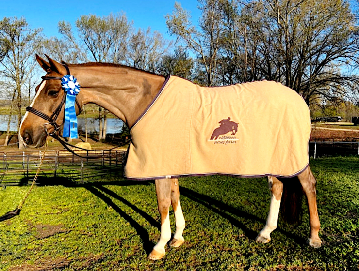 European Sporthorses, Hunter Jumper Equitation, Imported horses for